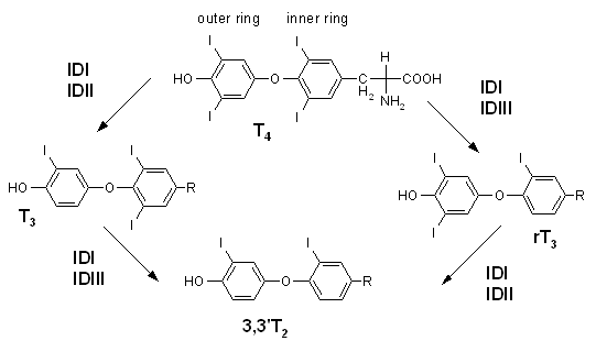 Reverse T3 A diagram of the structure of an organic compound.